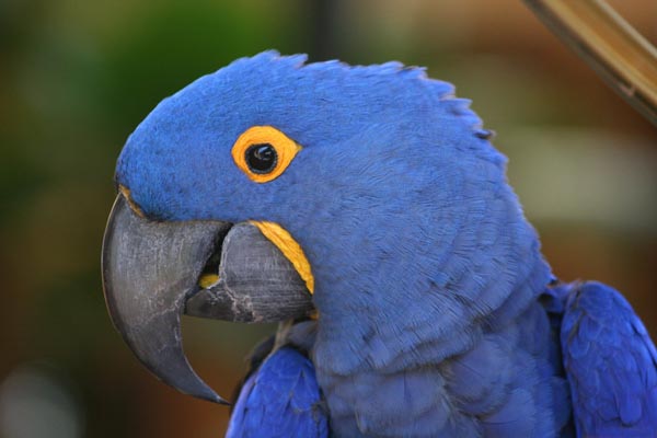 Click for Images of Birds