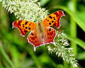 Click for Butterfly Images