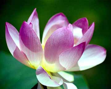 Click for Flower Images