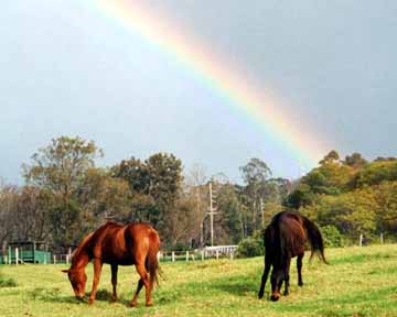 Rainbow Pastures. Maui. Hawaii.
