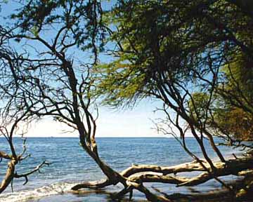 Click for Seascape Images