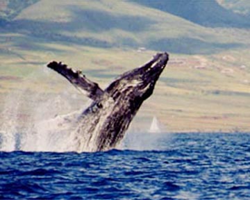 Click for Humpback Whale Images