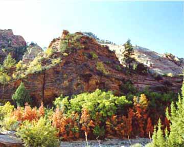 Zion Autumn